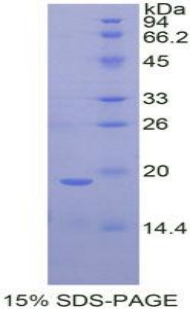 Recombinant Periostin (POSTN)