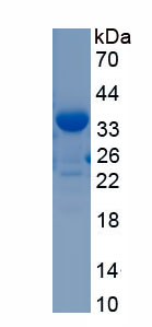RPH343Hu01.jpg