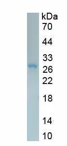 Recombinant Palate/Lung And Nasal Epithelium Associated Protein (PLUNC)