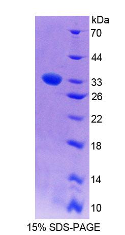 Recombinant Prenylcysteine Oxidase 1 (PCYOX1)