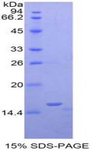 RPH506Mu01.jpg