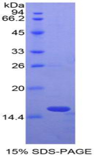 Recombinant Oncomodulin (OCM)