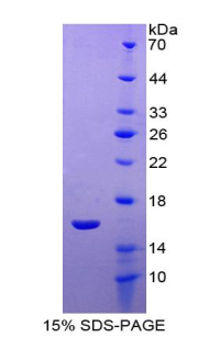 Recombinant Neuritin 1 (NRN1)