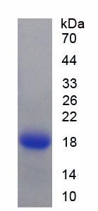 Recombinant Nephronectin (NPNT)