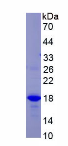 Recombinant Nephronectin (NPNT)