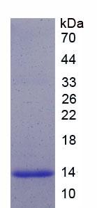 Recombinant Neurogenin 3 (NEUROG3)