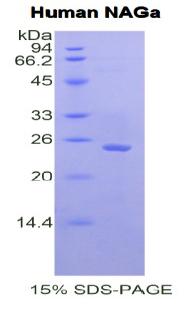 Recombinant N-Acetylgalactosaminidase Alpha (NAGa)