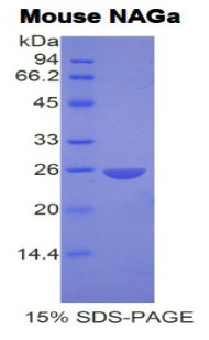 Recombinant N-Acetylgalactosaminidase Alpha (NAGa)