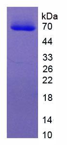 Recombinant Microphthalmia Associated Transcription Factor (MITF)