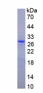 Recombinant Leucyl/Cystinyl Aminopeptidase (LNPEP)