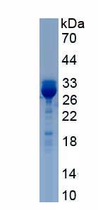 RPH726Hu01.jpg