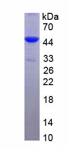 Recombinant Kynurenine-3-Monooxygenase (KMO)