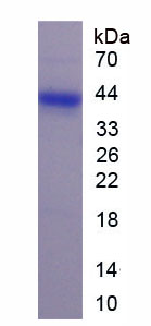 Recombinant Klotho (KL)