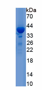 RPH779Hu01.jpg