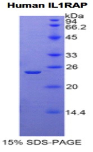 RPH819Hu01.jpg