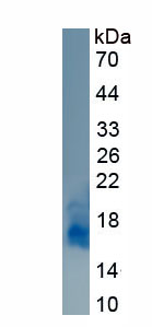 RPH819Hu02.jpg