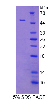 Recombinant Isocitrate Dehydrogenase 2, mitochondrial (IDH2)