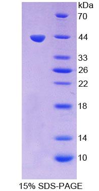 Recombinant Heparan Sulfate-2-O-Sulfotransferase 1 (HS2ST1)