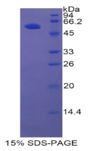 RPH911Ra01.jpg