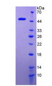 Recombinant Huntingtin (HTT)