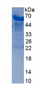 RPH923Hu01.jpg