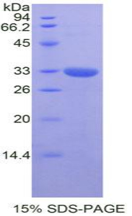 Recombinant GRB2 Related Adaptor Protein 2 (GRAP2)