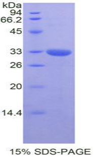 RPH967Hu01.jpg