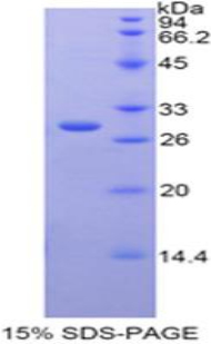 Recombinant Galactose-3-O-Sulfotransferase 1 (GAL3ST1)