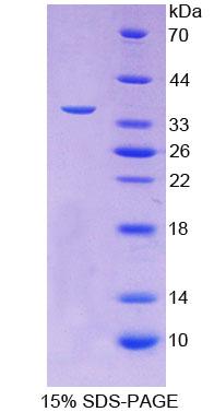 Recombinant Follistatin Like Protein 1 (FSTL1)