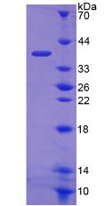 Recombinant Fructosamine-3-Kinase (FN3K)