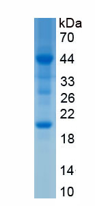 Recombinant Filaggrin (FLG)