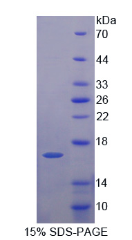 Recombinant Early Endosome Antigen 1 (EEA1)