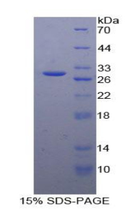 Recombinant Epiphycan (EPYC)