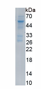 Recombinant Delta Like Protein 4 (dLL4)