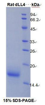 Recombinant Delta Like Protein 4 (dLL4)