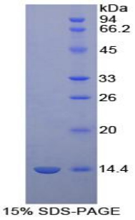 Recombinant D-Aspartate Oxidase (DDO)