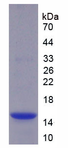 RPJ324Hu01.jpg