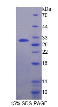 Recombinant Casein Alpha (CSN1)