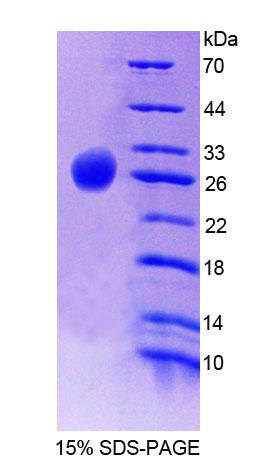 Recombinant Casein Alpha (CSN1)