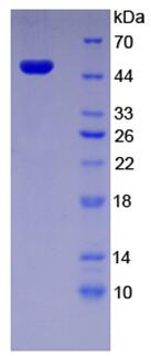 Recombinant Cartilage Associated Protein (CRTAP)