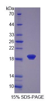 RPJ353Hu01.jpg