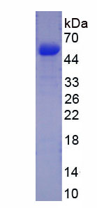 Recombinant Catechol-O-Methyltransferase (COMT)