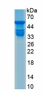 Recombinant Bcl2/Adenovirus E1B 19kDa Interacting Protein 2 (BNIP2)