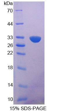RPJ548Mu01.jpg