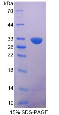 Recombinant BMP Binding Endothelial Regulator (BMPER)