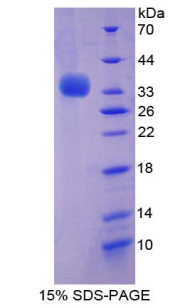 Recombinant Beclin 1 (BECN1)