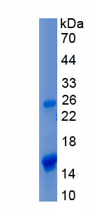 Recombinant BMP And Activin Membrane Bound Inhibitor Homolog (BAMBI)