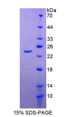 Recombinant Acetylcholinesterase Associated Protein (ACHAP)