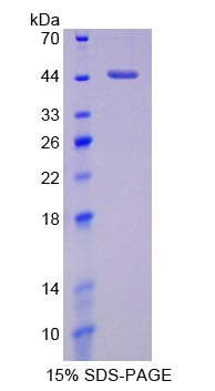 Recombinant H2A Histone Family, Member Z (H2AFZ)