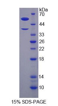 RPJ707Hu01.jpg